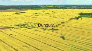 Aerial View of Vibrant Canola Fields