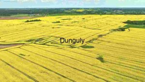Vibrant Yellow Canola Fields