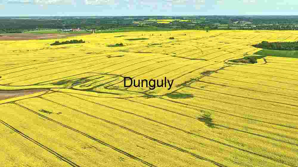 Vibrant Yellow Canola Fields