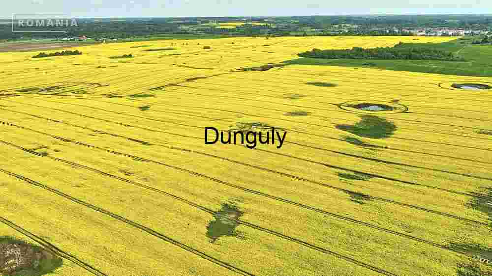 Aerial View of Vibrant Yellow Rapeseed Fields
