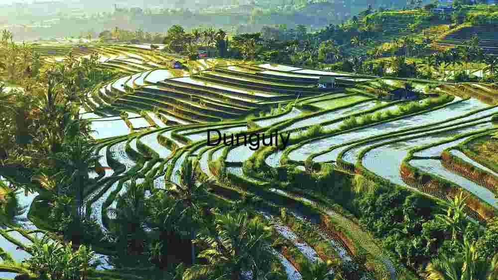 Verdant Terraces: The Artistry of Rice Paddy Fields