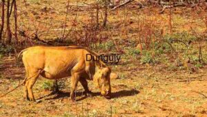 Solitary Warthog Grazing in Dry Savannah
