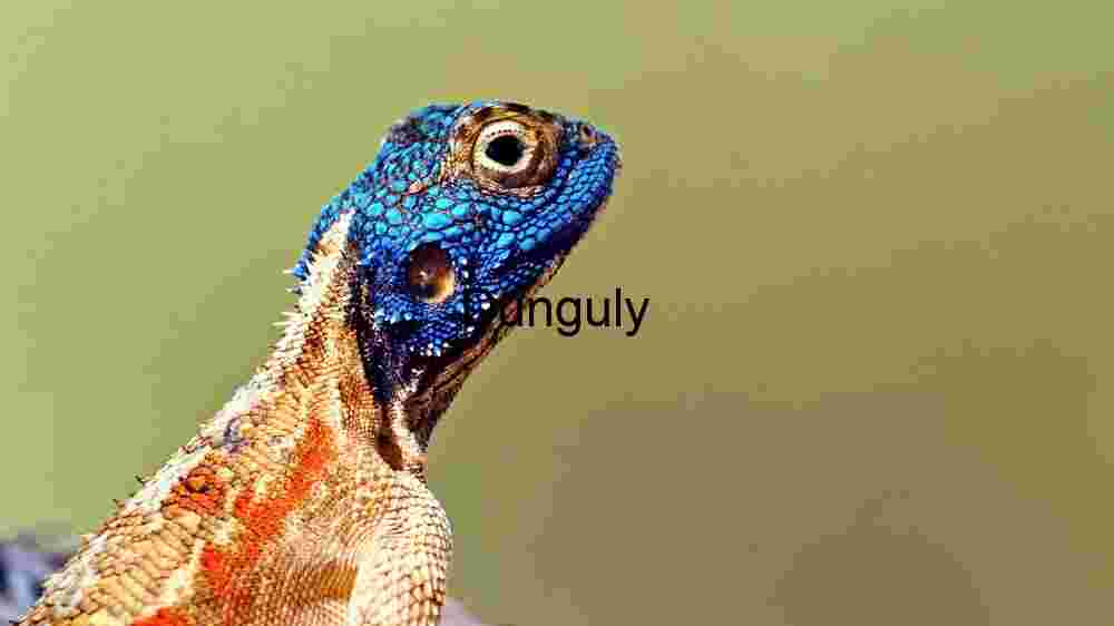 Vibrant Blue-Headed Lizard in Close-Up