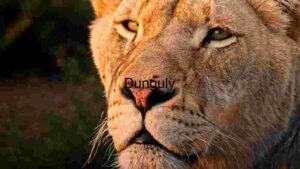 Majestic Lion at Golden Hour