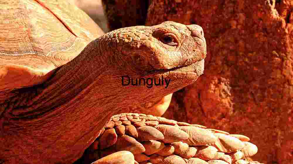 Majestic Giant Tortoise Basking in Sunlight