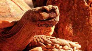 Giant Tortoise Basking in Sunlight