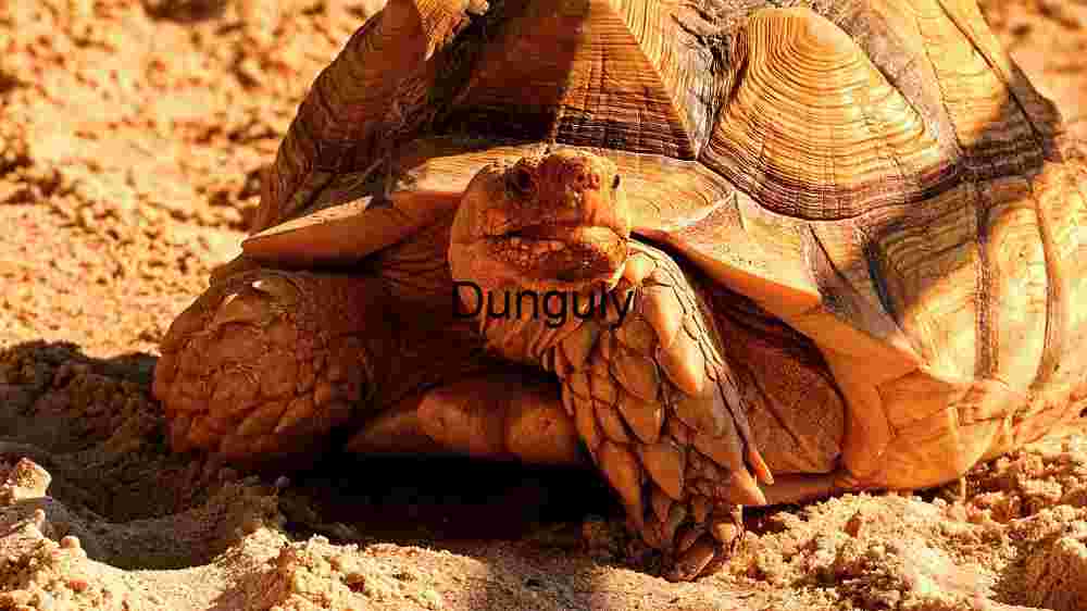 Majestic Desert Tortoise in Natural Habitat