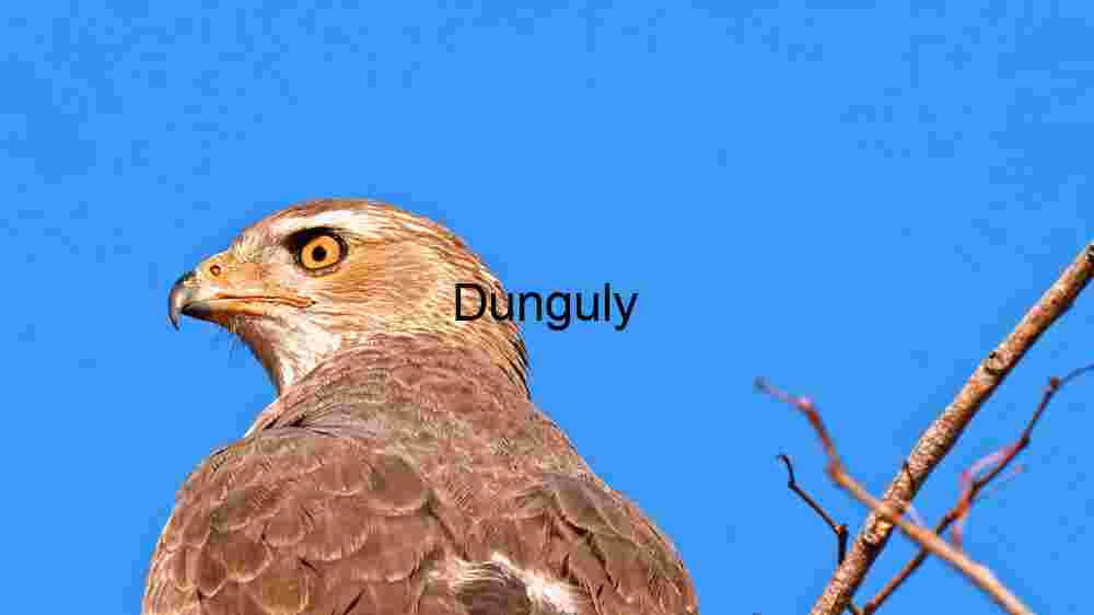 Majestic Bird of Prey: A Close-up