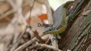 Sleek Skink in Natural Habitat