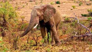 Majestic African Elephant in Natural Habitat