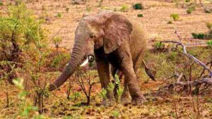 Majestic African Elephant in Natural Habitat