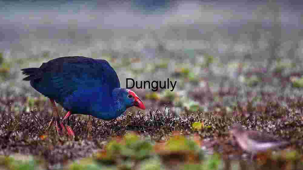 Vibrant Purple Swamphen in Natural Habitat