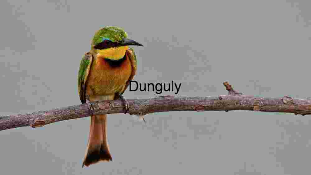 Vibrant Little Bee-Eater Perched on a Branch