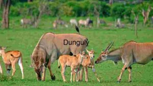 Serenity in the Savannah