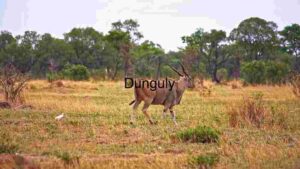 Majestic Eland in Natural Habitat