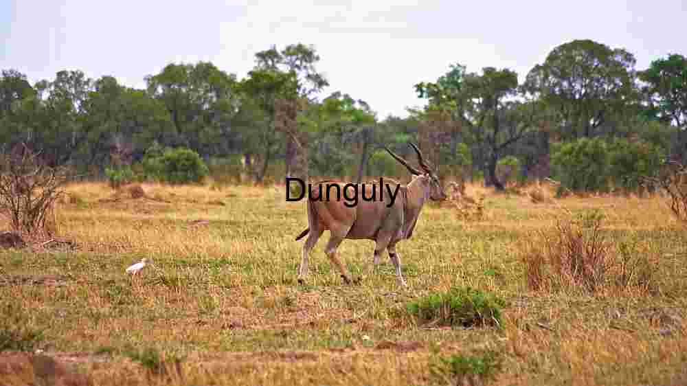 Majestic Eland in Natural Habitat