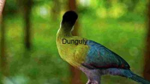 Vibrant Avian Splendour