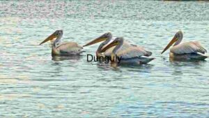 Graceful Aquatic Parade