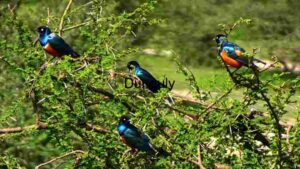 Vibrant Avian Gathering