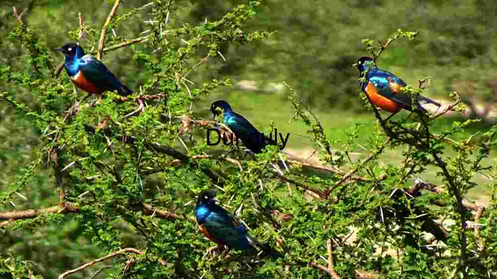 Vibrant Avian Gathering