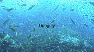 Underwater Serenity: A Dive into the Fish-Filled Depths