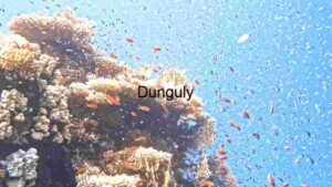 Underwater Serenity: A Coral Reef Teeming with Marine Life