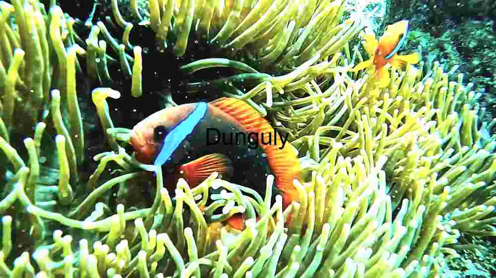 Underwater Serenity: A Coral Reef Teeming with Marine Life