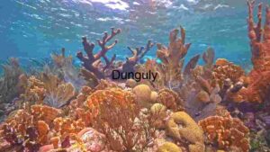 Underwater Serenity: A Coral Reef Teeming with Marine Life