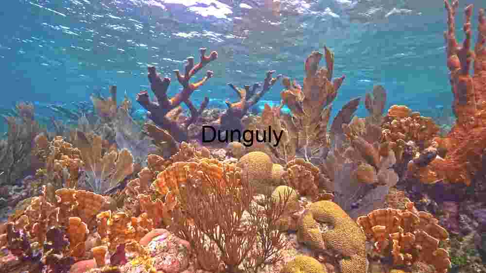 Underwater Serenity: A Coral Reef Teeming with Marine Life