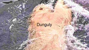 Underwater Serenity: A Coral Reef Teeming with Marine Life