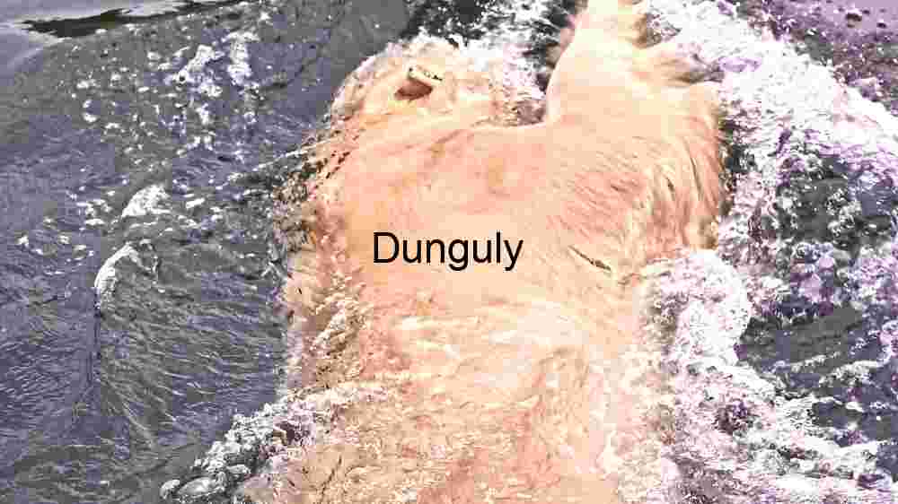 Underwater Serenity: A Coral Reef Teeming with Marine Life