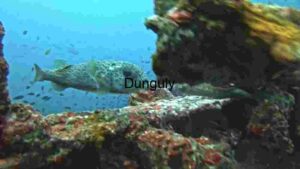 Underwater Serenity: A Coral Reef Teeming with Marine Life