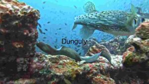 A Coral Reef Teeming with Marine Life
