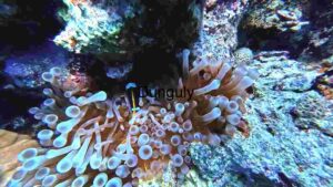 Underwater Marvel: Anemone’s Symbiotic Splendor