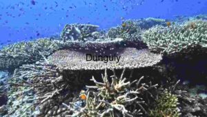 Underwater Ecosystem: A Glimpse into Coral Reef Biodiversity