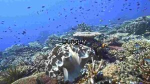 Underwater Serenity: A Glimpse into Coral Reef Biodiversity
