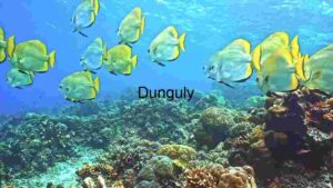 Underwater Serenity: A School of Yellow Tangs
