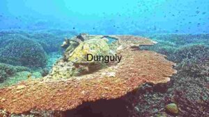 Underwater Ecosystem Diversity