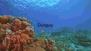 Underwater Serenity: A Glimpse into the Coral Reef Ecosystem