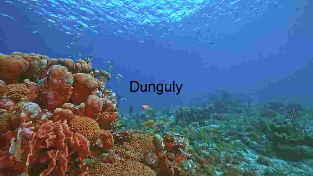 Underwater Serenity: A Glimpse into the Coral Reef Ecosystem