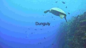 Serene Underwater Escape: A Sea Turtle’s Journey