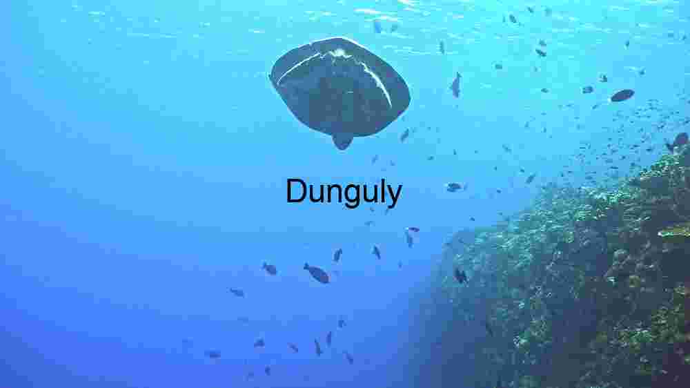 A Sea Turtle’s Journey