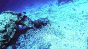 Underwater Serenity: A Glimpse of Marine Life