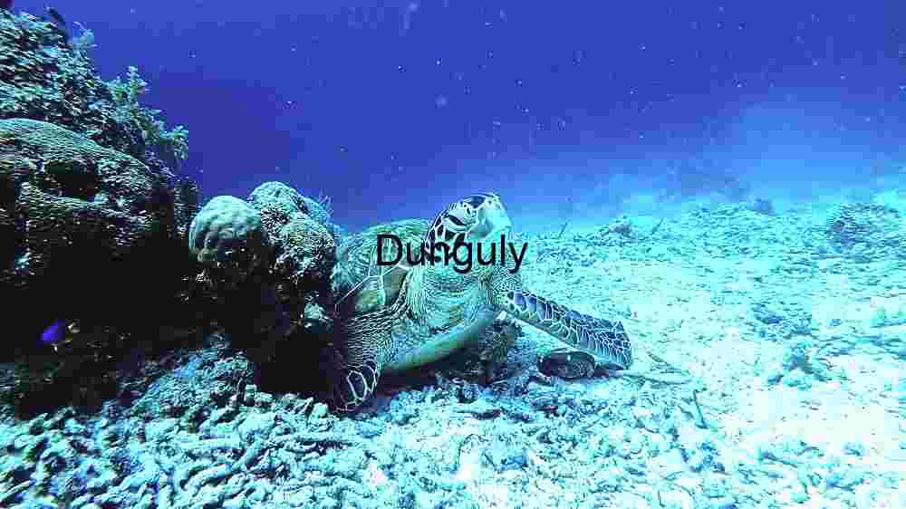 A Glimpse of Marine Life