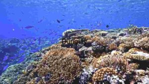 “Underwater Serenity: A Glimpse of Marine Life