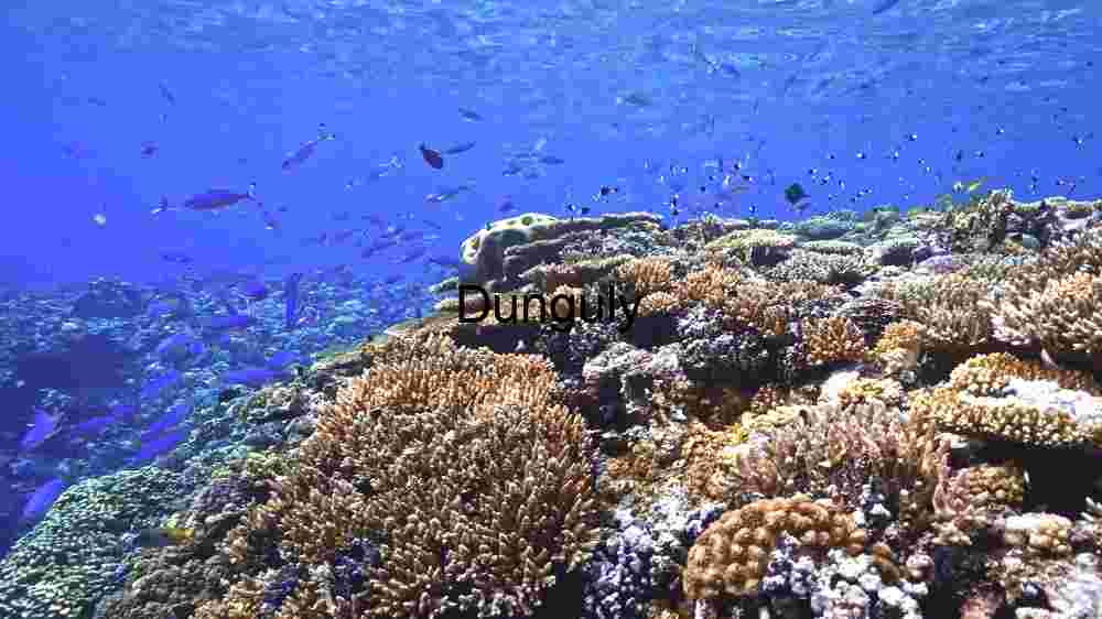 “Underwater Serenity: A Glimpse of Marine Life