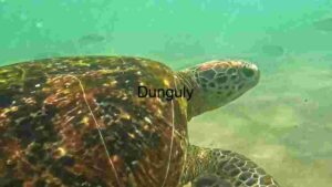 A Glimpse of Turtle Life