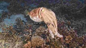 Enigmatic Depths: A Cuttlefish’s Camouflage