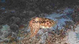 A Cuttlefish’s Camouflage