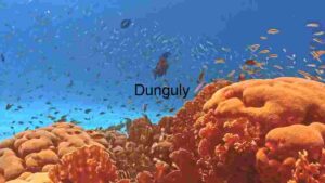 Vibrant Underwater Coral Reef: A Biodiverse Haven